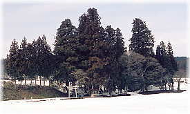 画像:河内二柱神社の大杉(遠景)