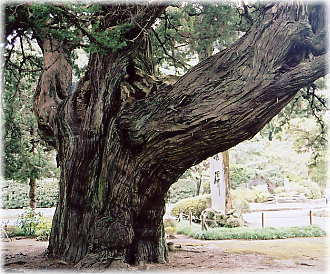 画像:建長寺のビャクシン(1)