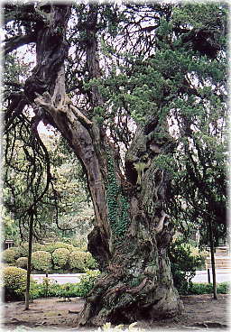画像:建長寺のビャクシン(2)