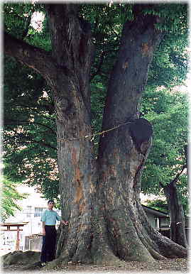 画像：木留神社のケヤキ（幹と並ぶ）