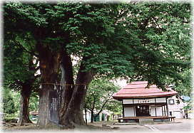画像：木留神社のケヤキ