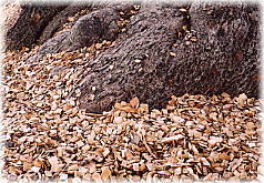 画像：根元に敷き詰められた木材チップ