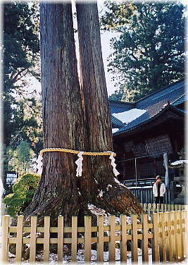 画像：北口本宮富士浅間神社のヒノキ（幹と並ぶ）