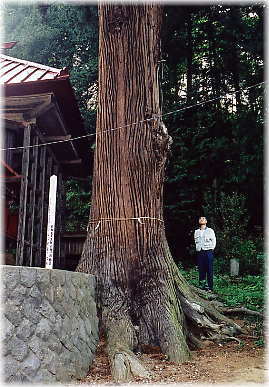 画像:小松八幡宮の大杉(幹と並ぶ)