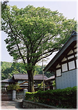 画像:石井家のケヤキ(全景)