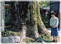 画像:石井家のケヤキ(幹と並ぶ)
