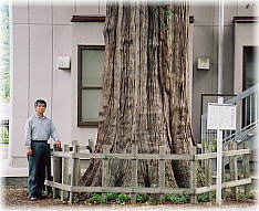 画像：駒沢諏訪社のサワラ（幹と並ぶ）