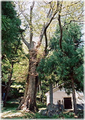 画像:腰越諏訪宮のケヤキ