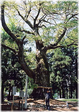 画像:琴毘沙神社大ケヤキ
