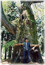 画像:琴毘沙神社大ケヤキ(幹と並ぶ)