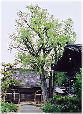 �摜�F�������̑�C�`���E