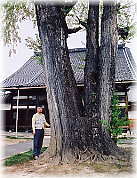 �摜�F�������̑�C�`���E�i���ƕ��ԁj