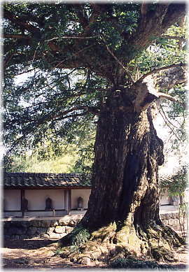 画像：広誓院のカヤの木