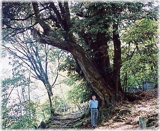 画像:光照寺のシイノキ(幹と並ぶ)