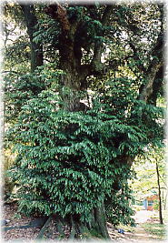 画像:光照寺のシイノキ