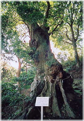 画像:熊野神社のホルトノキ