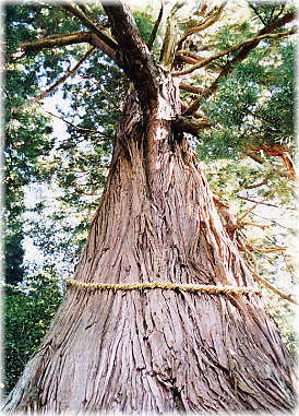 画像:櫛池の大杉
