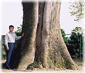 画像:京ヶ島のケヤキ(幹と並ぶ)