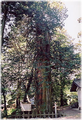画像:前平のサワラ
