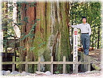 画像:前平のサワラ(幹と並ぶ)
