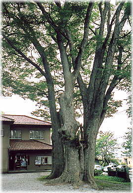画像:前宮社務所前のケヤキ