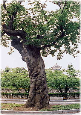画像：松本神社前のケヤキ