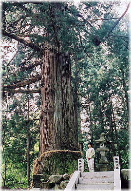 画像:長谷諏訪神社の大杉(幹と並ぶ)