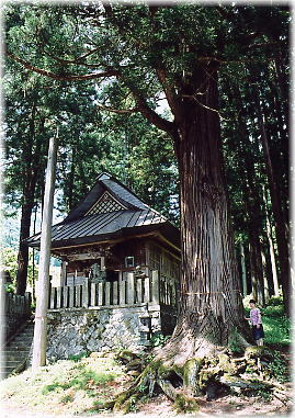 画像:南方神社のスギ(幹と並ぶ)