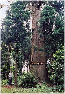 画像:下田の大杉(幹と並ぶ)