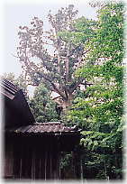 画像:下田の大杉