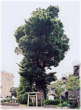 画像:三島の大ケヤキ(全景)
