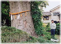 画像:三島の大ケヤキ(幹と並ぶ)