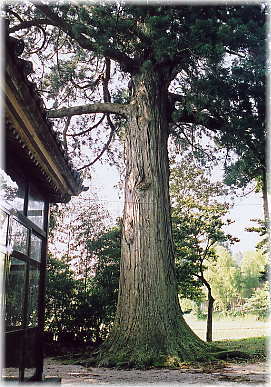 �摜�F�{���䔄�_�Ђ̃X�M