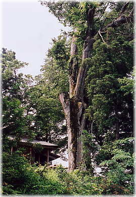 画像:諏訪神社のけやき