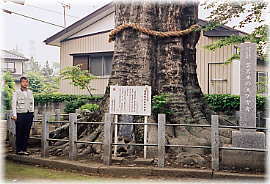 画像:溝呂木の大ケヤキ(幹と並ぶ)