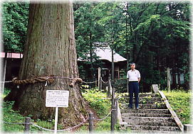 画像：水上神社の大杉（幹と並ぶ）