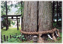 画像：水上神社の大杉