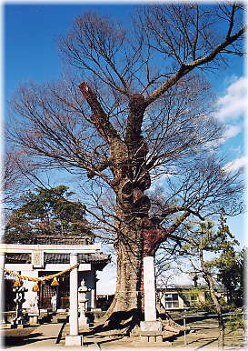 画像:水宮神社の大ケヤキ