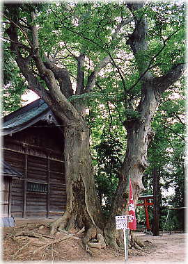 画像：長沼神社のケヤキ