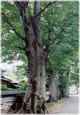 画像:長田神社参道のケヤキ
