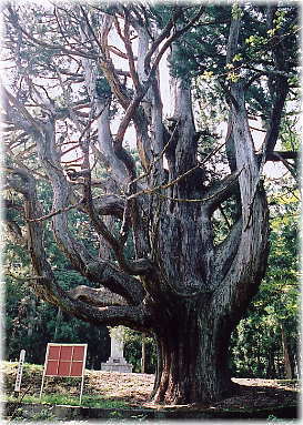 画像:中村の大杉