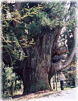 画像:中村の大杉(幹と並ぶ)