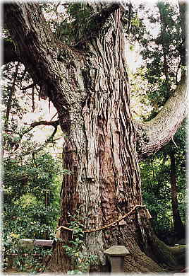 画像:中村大杉