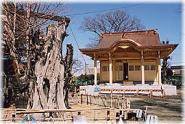 画像:中野八幡宮のイチョウ