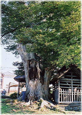 画像：中屋敷熊野神社のケヤキ（幹と並ぶ）