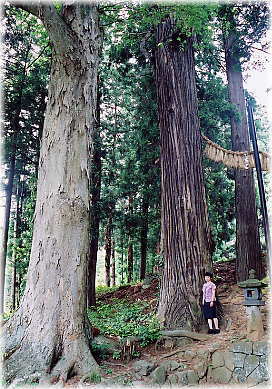 画像：七二会守田神社の神木（向かって左、幹と並ぶ）
