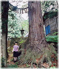 画像：七二会守田神社の神木（向かって右、幹と並ぶ）