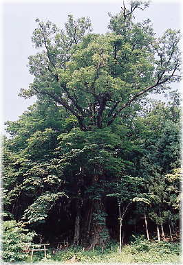 画像:贄川のトチ
