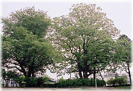 画像:沼田公園のケンポナシとサクラ