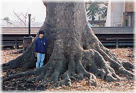 画像:越智神社のケヤキ(幹と並ぶ)